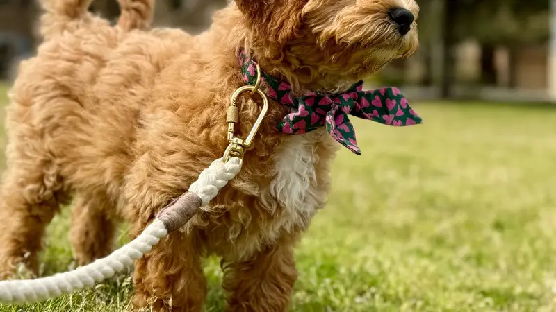 Pets and Pets preview