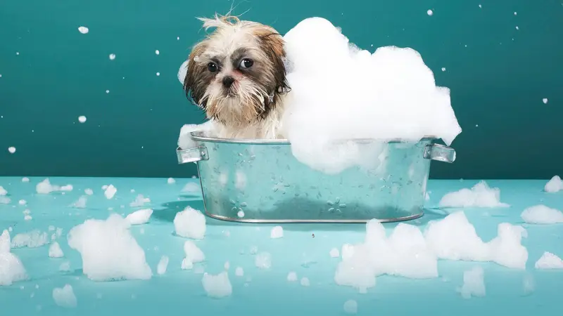 Pet Grooming By Audrey LLC. preview