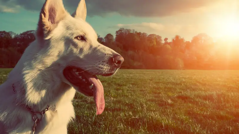 A Lucky Dog preview