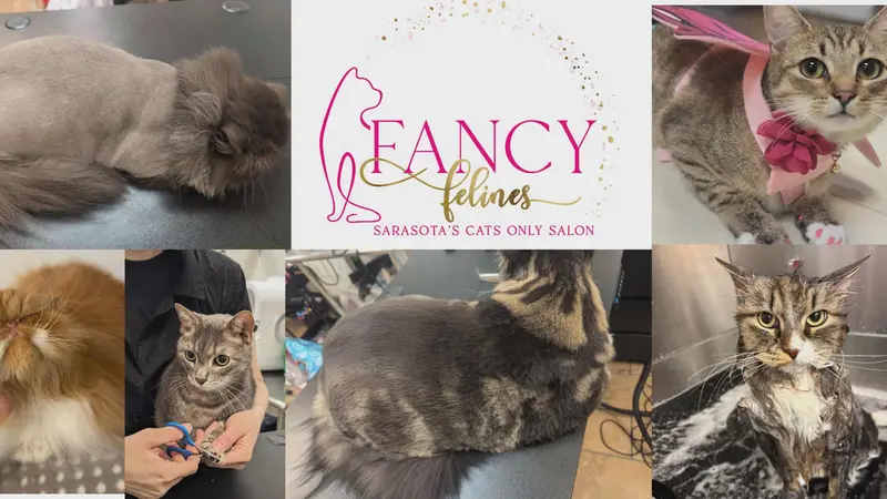 Fancy Felines preview