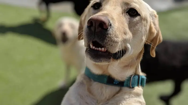 Best Friends Pet Care preview