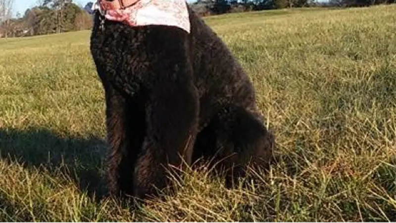 Dog Grooming by Crystal preview