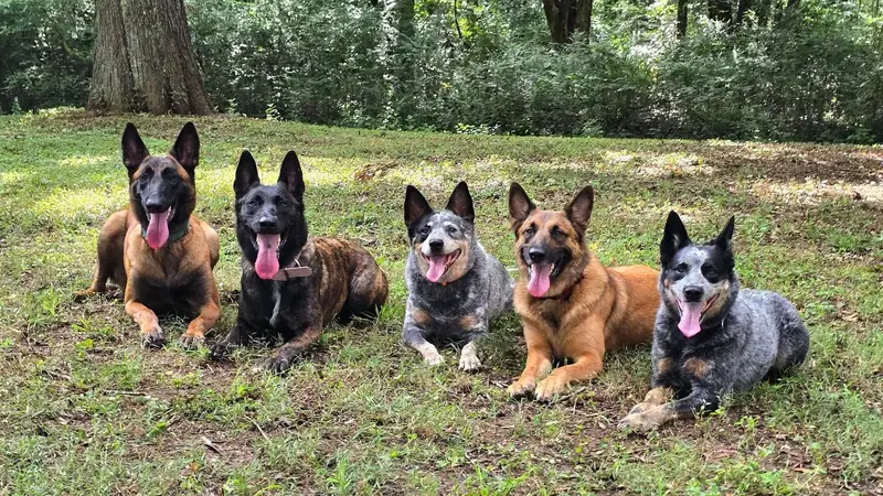Impactful Canine Training preview