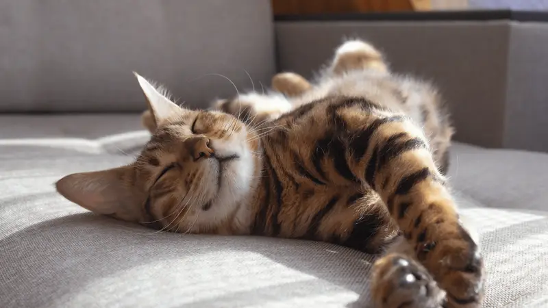 Nob Hill Cat Clinic preview