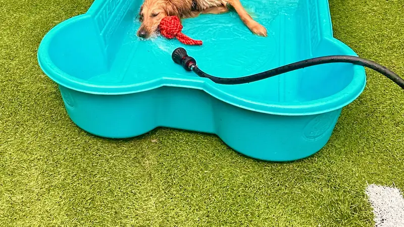 Happy Dog South Sound preview