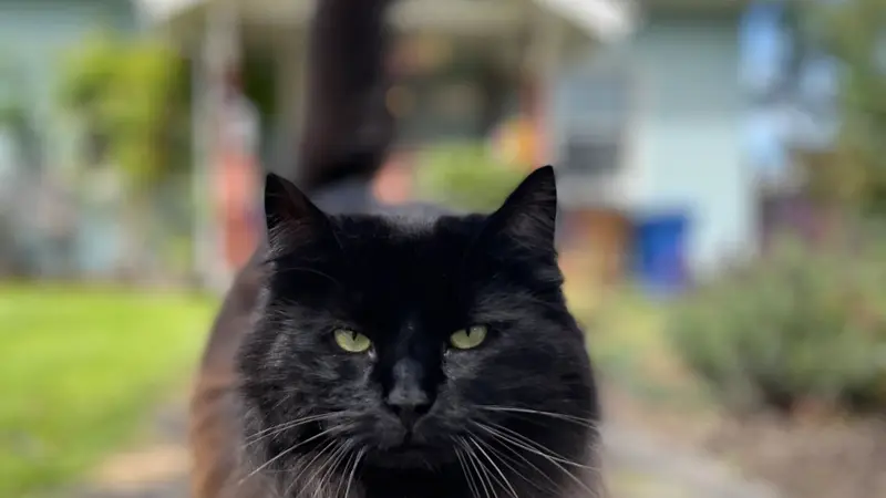 Grit City Kitty preview