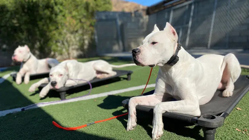 Complex Canine preview