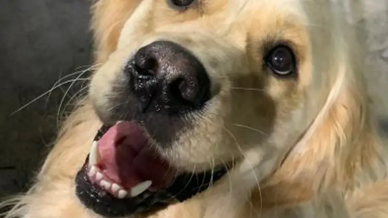Great Dog Daycare preview