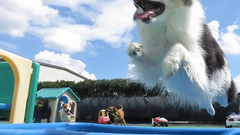 One Lucky Pup preview