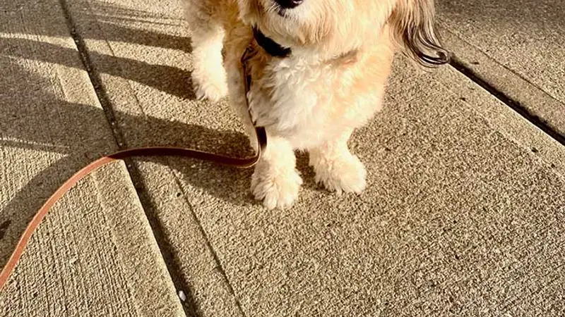 Evolution Canine preview
