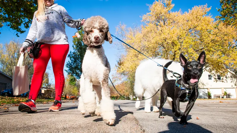 Swooft Dog Walking & Pet Care preview