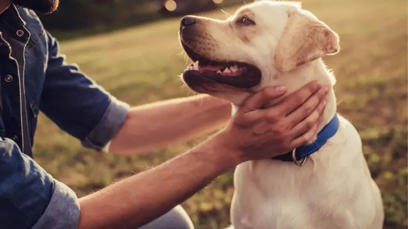 Vetcare Animal Hospital preview