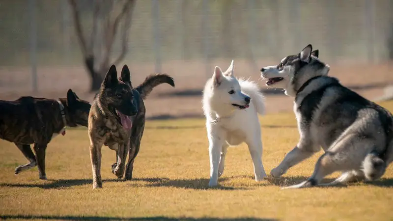Deem Hills Dog Park preview