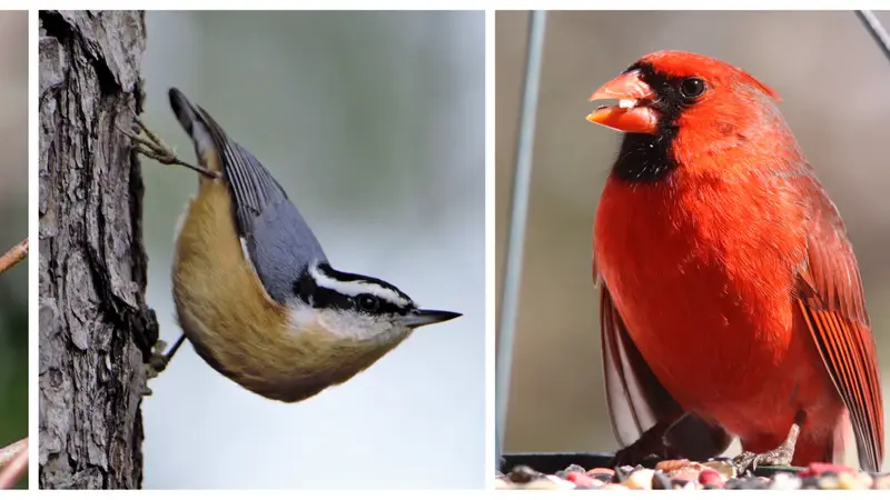 Bird Watcher Supply preview
