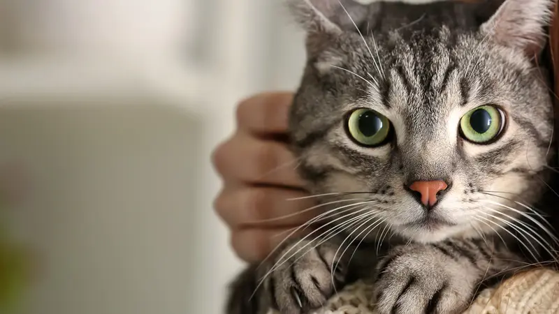 Jefferson Animal Hospital Fern Creek preview