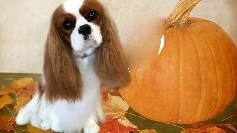 Pink Tuesday's Pet Salon preview