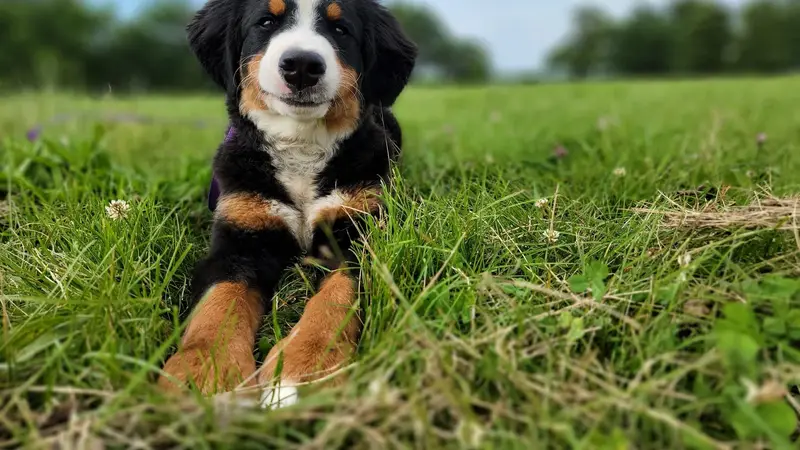 More Dog Than Human preview