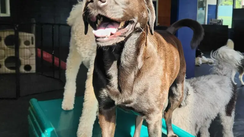 Little White Dog Doggie Daycare preview
