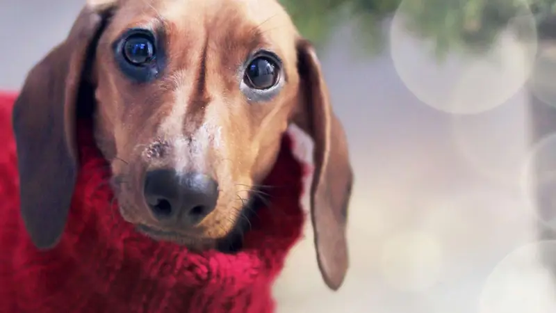 Gucci Pooch preview