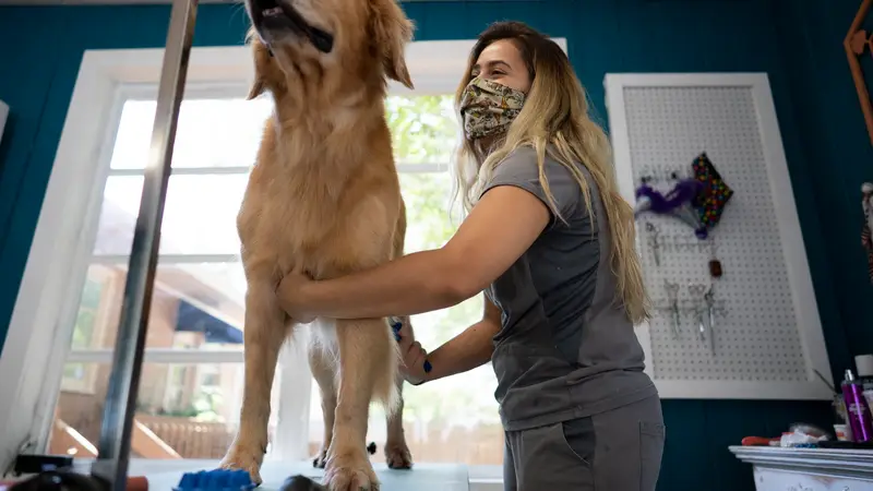 Doggo Den LLC preview