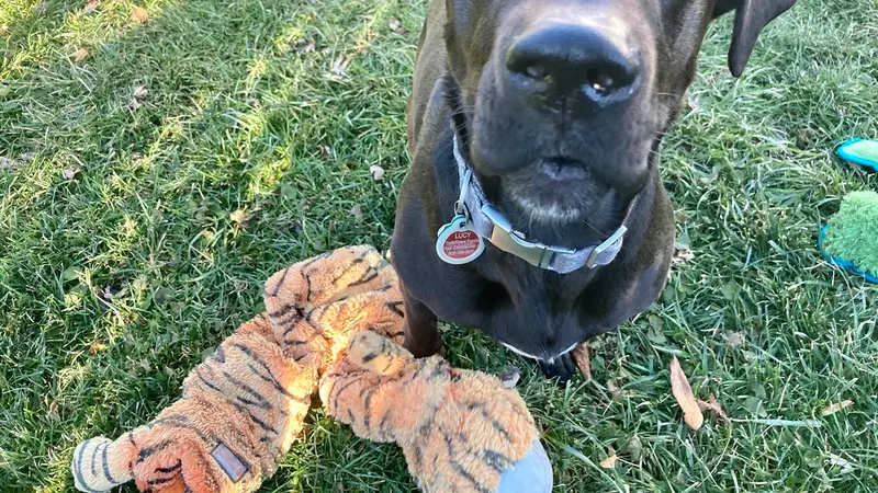 K9 Crush Dog Daycare and Boarding preview