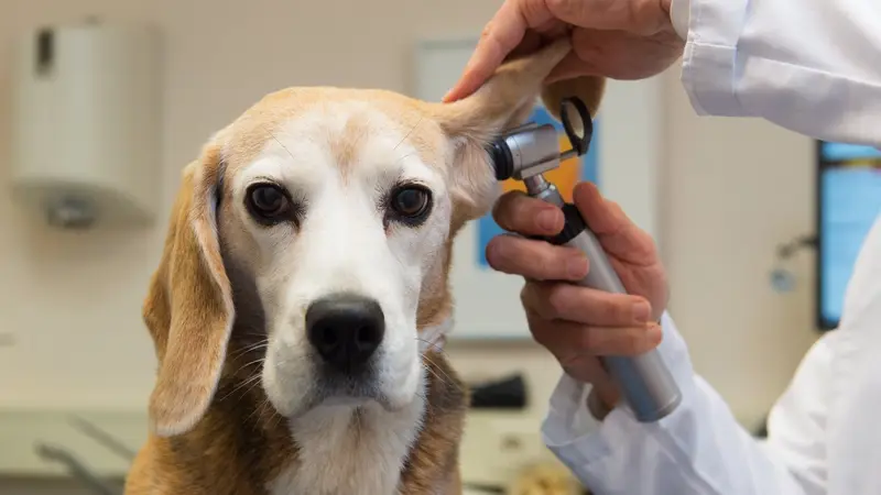 Lucks Lane Veterinary Clinic preview