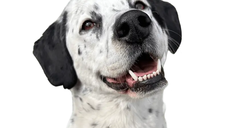 The Woofhaus preview