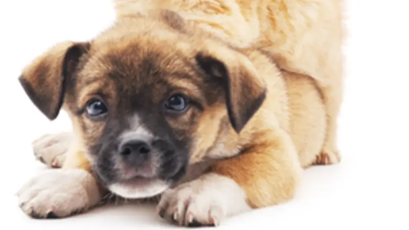 Fair Oaks Veterinary Hospital preview