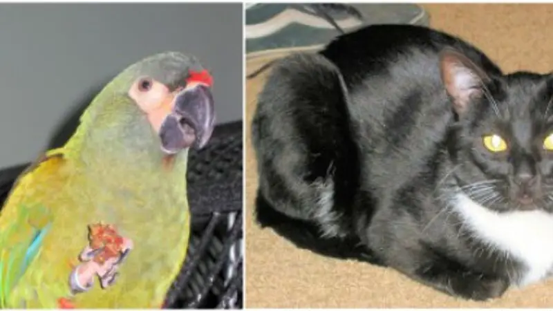 Kim's Critter Care preview