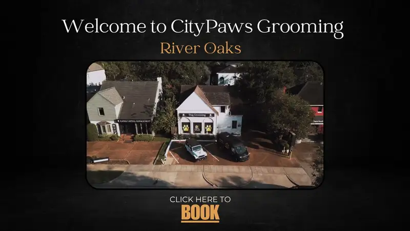CityPaws Grooming preview