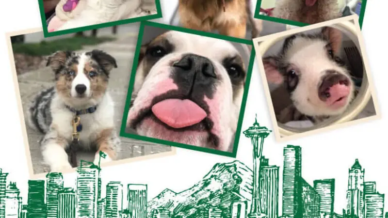 Emerald City Emergency Clinic preview