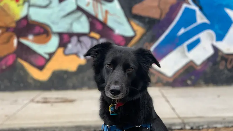 BarkPark South preview