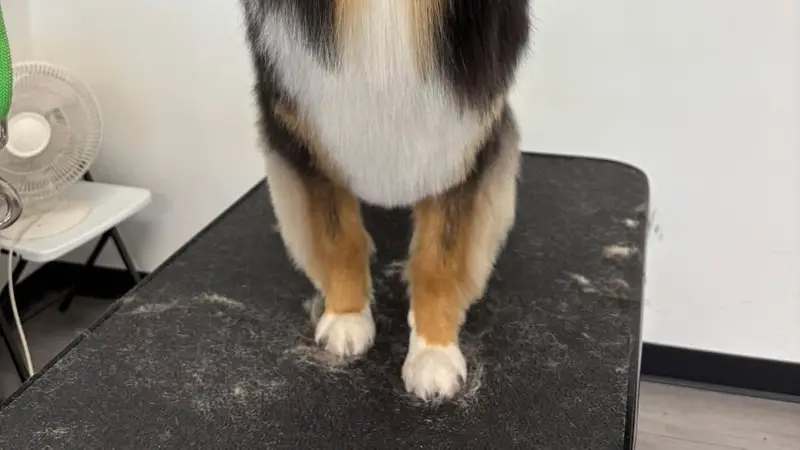 All Tails Pet Spa preview