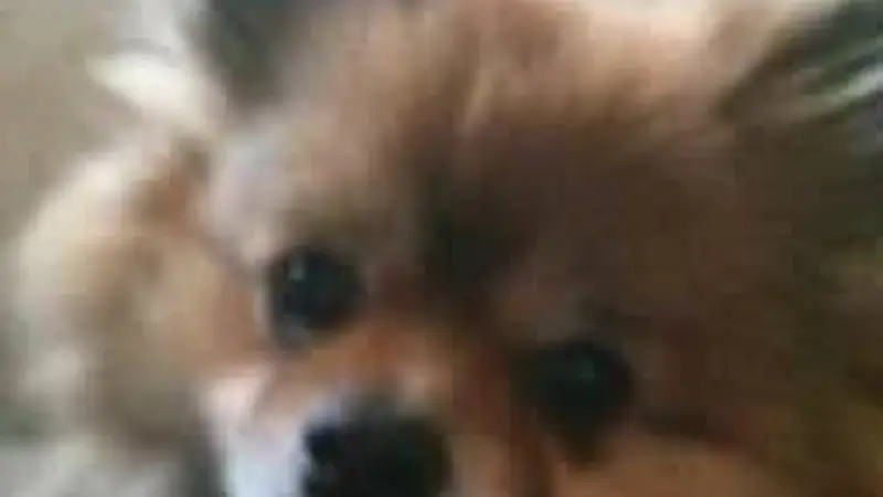 Ruffgers Dog University preview