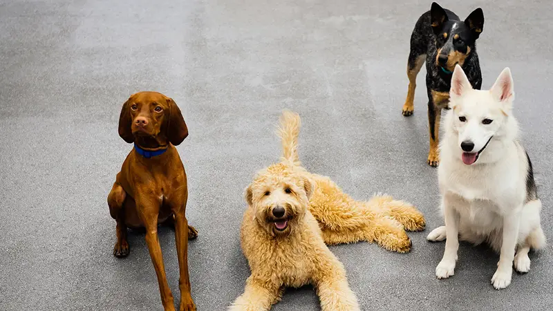 Dogtopia preview