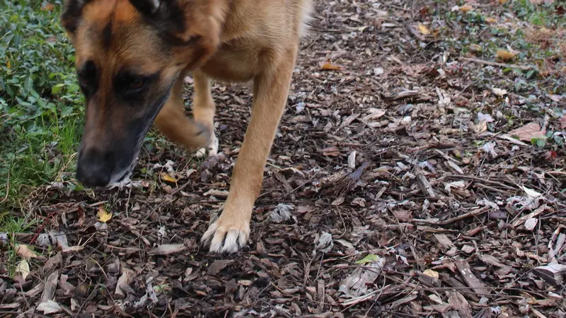 Kentucky Humane Society Eastpoint Pet Resort preview