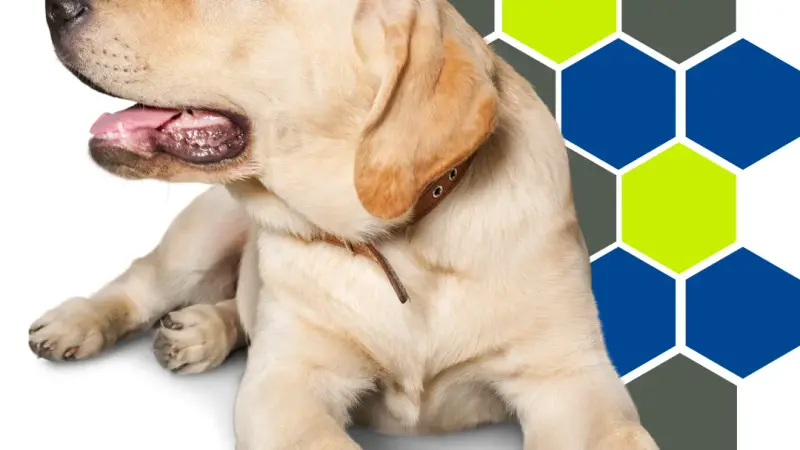PetWell Veterinary Healthcare preview
