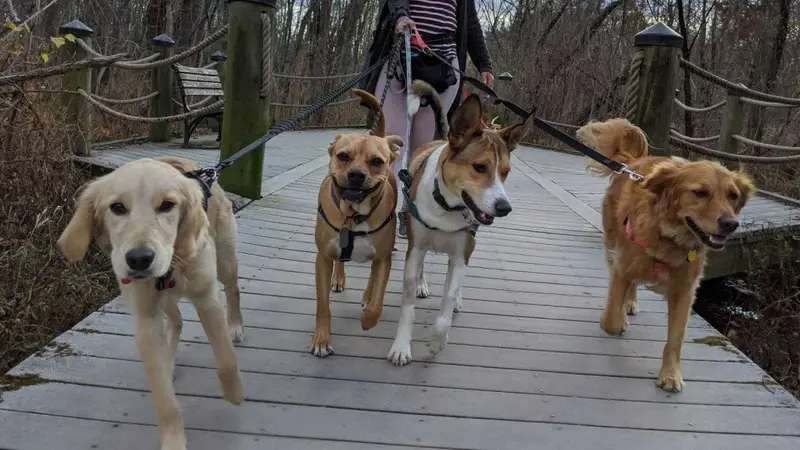 DC Dog Sitter preview