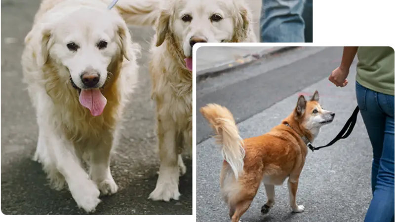 Pooch Pals preview