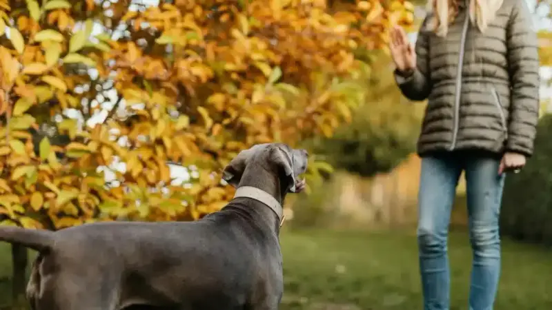Puptown Houston Dog Training preview