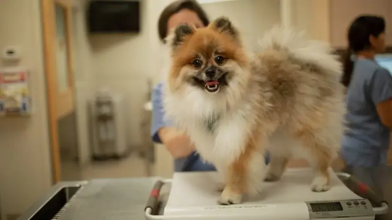 West Loop Veterinary Care Streeterville preview
