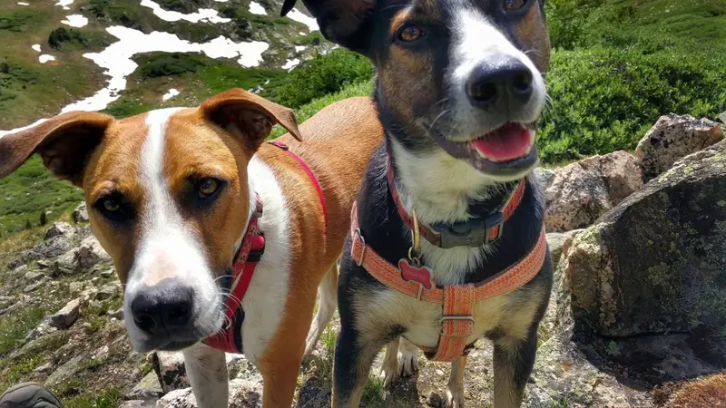 Mile High Pet Sitters LLC preview