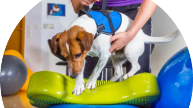 Quicksilver Integrative Veterinary Sports Medicine and Rehabilitation preview