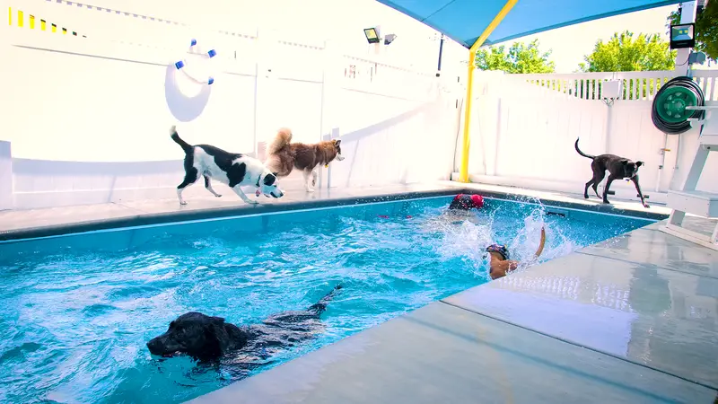 2nd Family Dogs preview