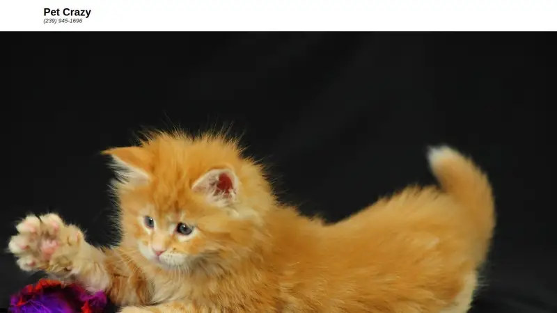 Pet Crazy, Inc. preview