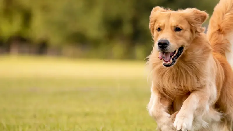 Upstate Veterinary Specialists preview