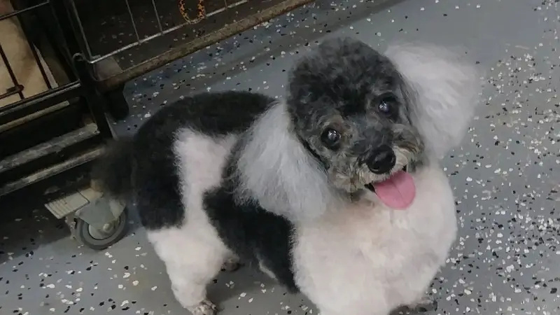 Klip Joint Dog Grooming preview