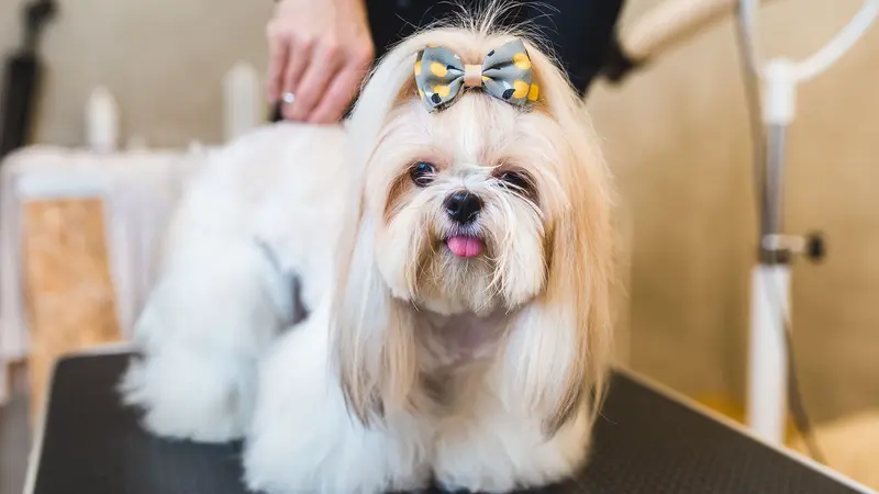 Blue Haven Pet Salon preview