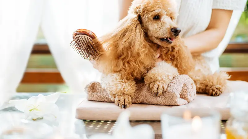 Good Golly Pet Salon preview