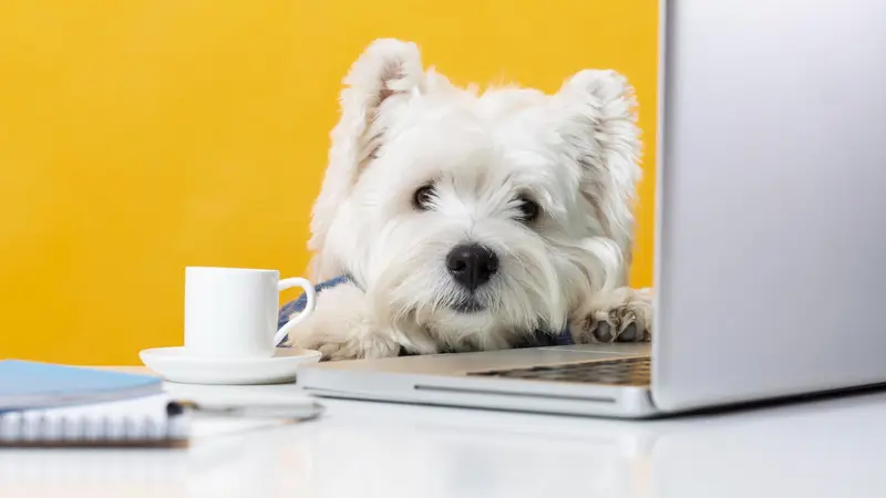 Creature Comforts of Charlotte Pet Sitting preview